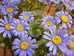 Blue Daisy flower Felicia amelloides photo