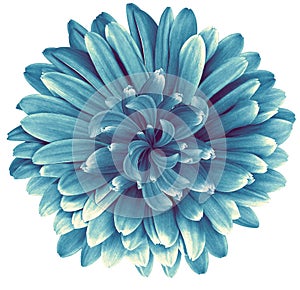 Blue  daisy flower  isolated on  a white background. No shadows with clipping path. Close-up.