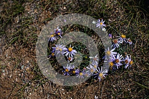 Blue daisy flower in Siberia