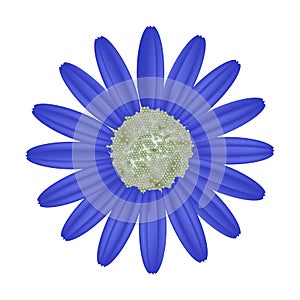 Blue Daisy Flower on A White Background