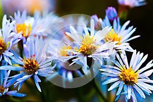 Blue daisy flowers as well called violet Rhone Aster Sedifolius in summer meadow.