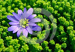Blue daisy in green moss