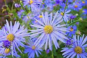 Blue Daisy plant.