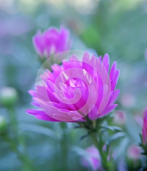 Blue Daisy (Symphyotrichum laeve), a species of blue daisy originally from Canada.