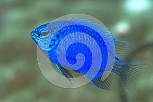 Blue damsel fish