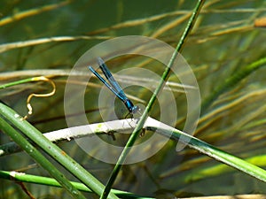 Blue Damsel-fly