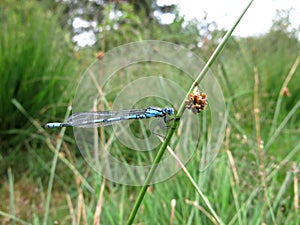 Blue Damsel-fly