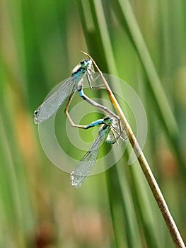 Blue Damselflies mating