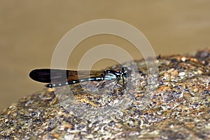 Blue damselfly