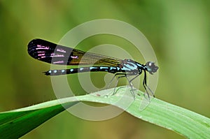 Blue Damselfly