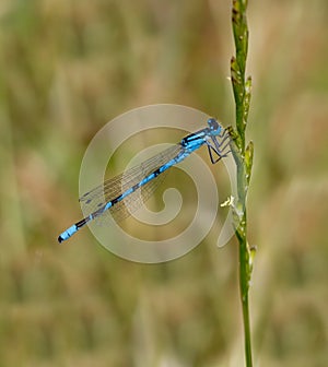 Blue damselfly