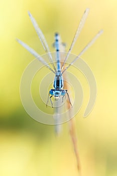 Blue damselfly