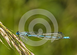 Blue damselfly