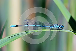 Blue damselfly