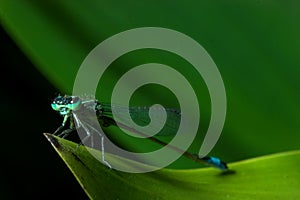 Blue damselfly