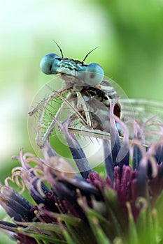 Blue Damselfly close-up of the eyes