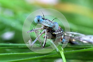 Blue Damselfly close-up of the eyes