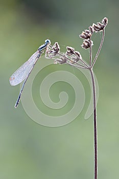 Blue damselfly on a dead flower