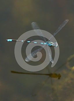 Blue Damselfly - Enallagma cyathigerm