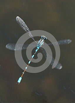 Blue Damselfly - Enallagma cyathigerm