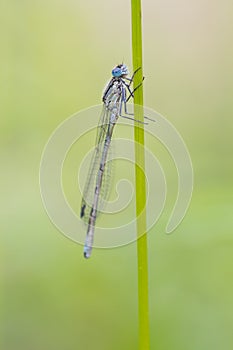 Blue Damselfly ( Enallagma cyathigerum )