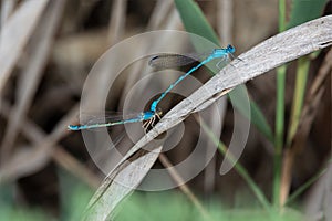 Blue damselfly Enallagma cyathigerum. The male holds the female before mating