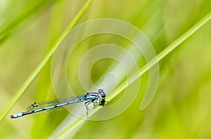 Blue Damselfly and Green Background