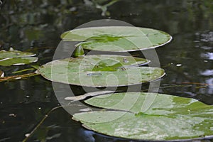 Blue damselfly on a lilypad