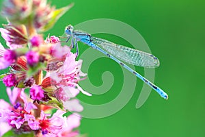 Blue damselfly macro