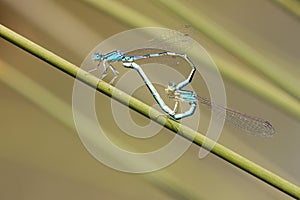 Blue damselfly mating act. Heart symbol