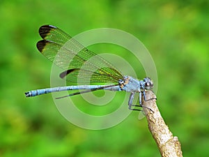 Blue damselfly sitting on stick