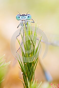 Blue damselfly trapped by sundew