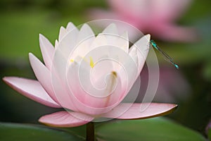 Blue damselfy standing on waterlily flower