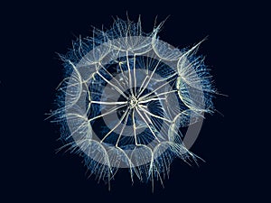 Blue dandelion closeup