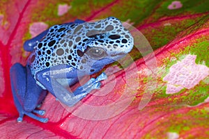 Blue Dart Frog