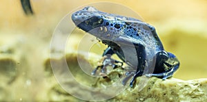 Blue dart frog