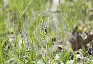 Blue Dasher