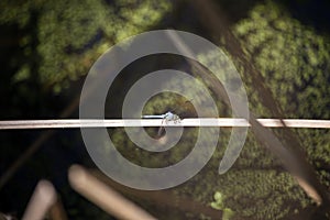 Blue Dasher Dragonfly