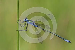 Blue Dasher Dragonfly