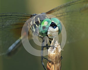 Blue Dasher Dragonfly