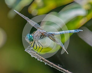 Blue Dasher dragonfly in Destruction Brook Woods, Dartmouth, Massachusetts