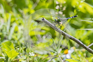 Blue Dasher Dragonfly Eating Its Prey