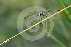 Blue Dasher Dragonfly - Pachydiplax longipennis