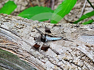 Blue Dasher Dragonfly on a Log