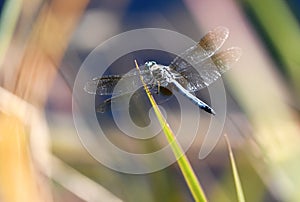 Blue Dasher Dragonfly in the Okefenokee Swamp National Wildlife Refuge, Georgia