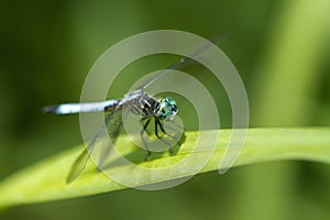 Blue Dasher Dragonfly Pachydiplax longipennis