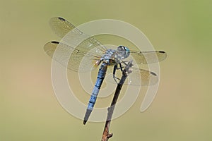 Blue dasher dragonfly