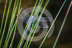 A blue dasher dragonfly on reeds against a dark blurred background