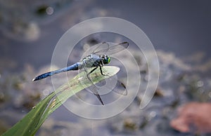 A blue dasher dragonfly in repose on a leaf near the shore at Scotts Run Lake