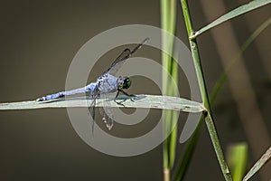 A blue dasher dragonfly in repose on a leaf near the shore at Scotts Run Lake